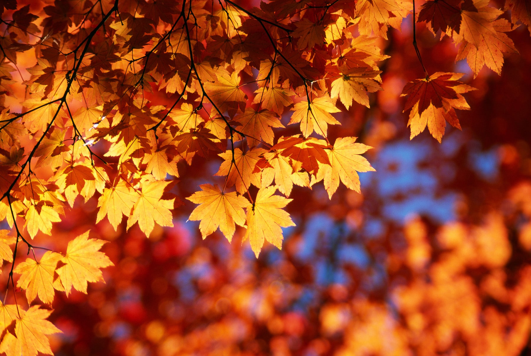 紅葉狩りの意味【木が紅く染まる景色を楽しむ行事】