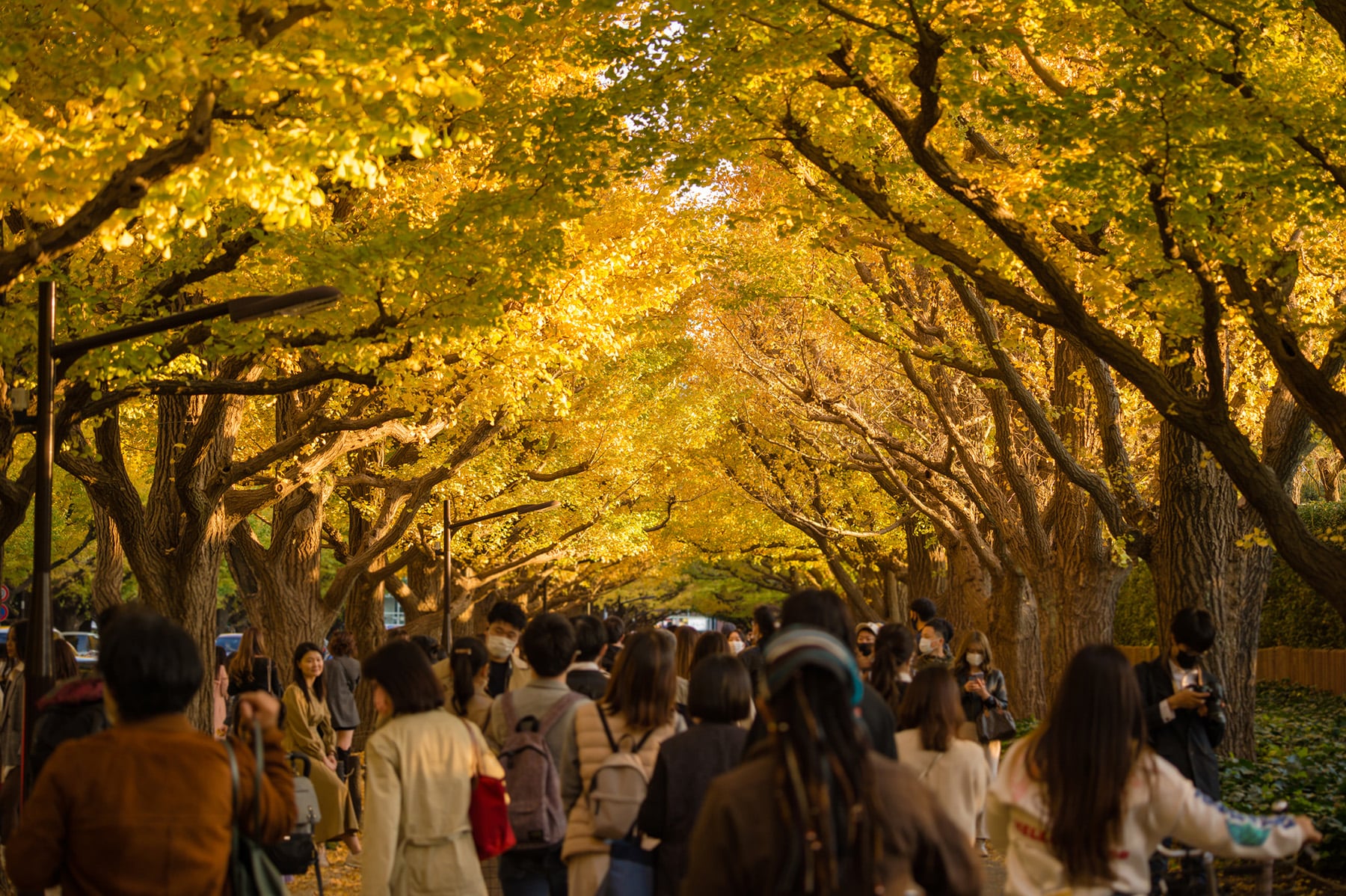 公園でピクニックしながら楽しむ