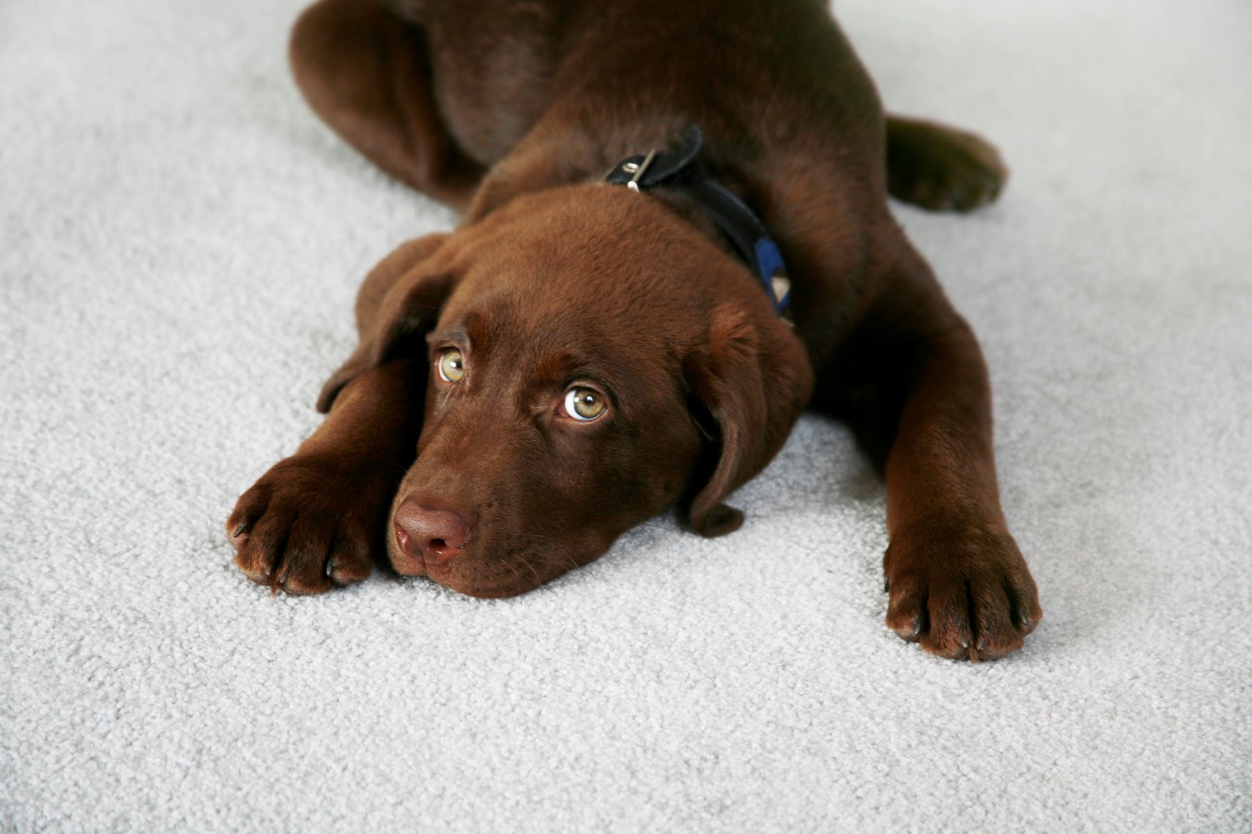 こちらを見つめる犬