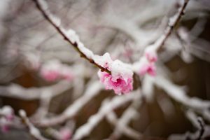 2025年の立春はいつ？立春とは？節分との違いや由来、伝統行事も解説