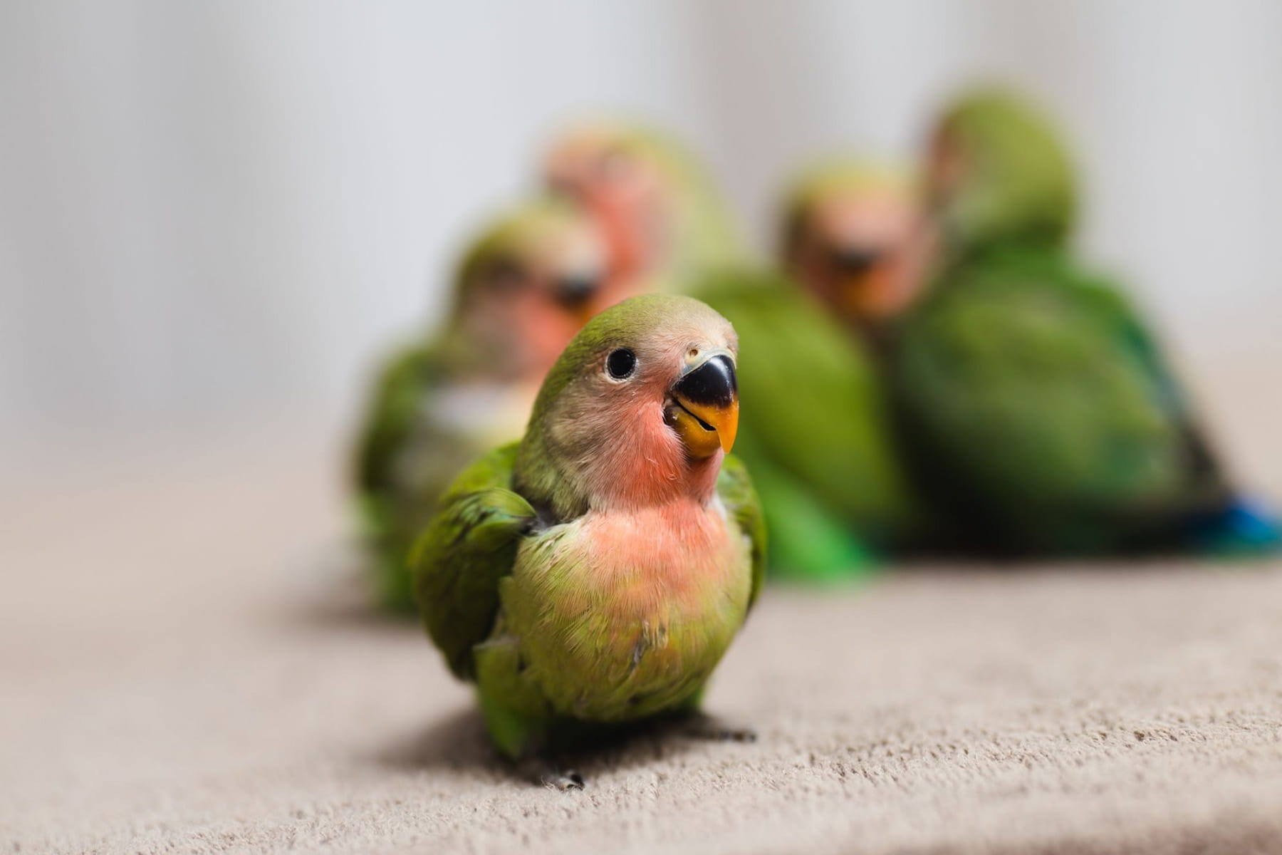 コザクラインコ