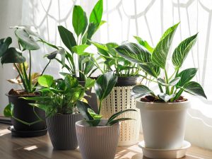 観葉植物の水やり方法は？タイミング・頻度・水の量を解説
