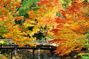 紅葉狩り(もみじがり)の意味や由来は？地域別の見頃も解説