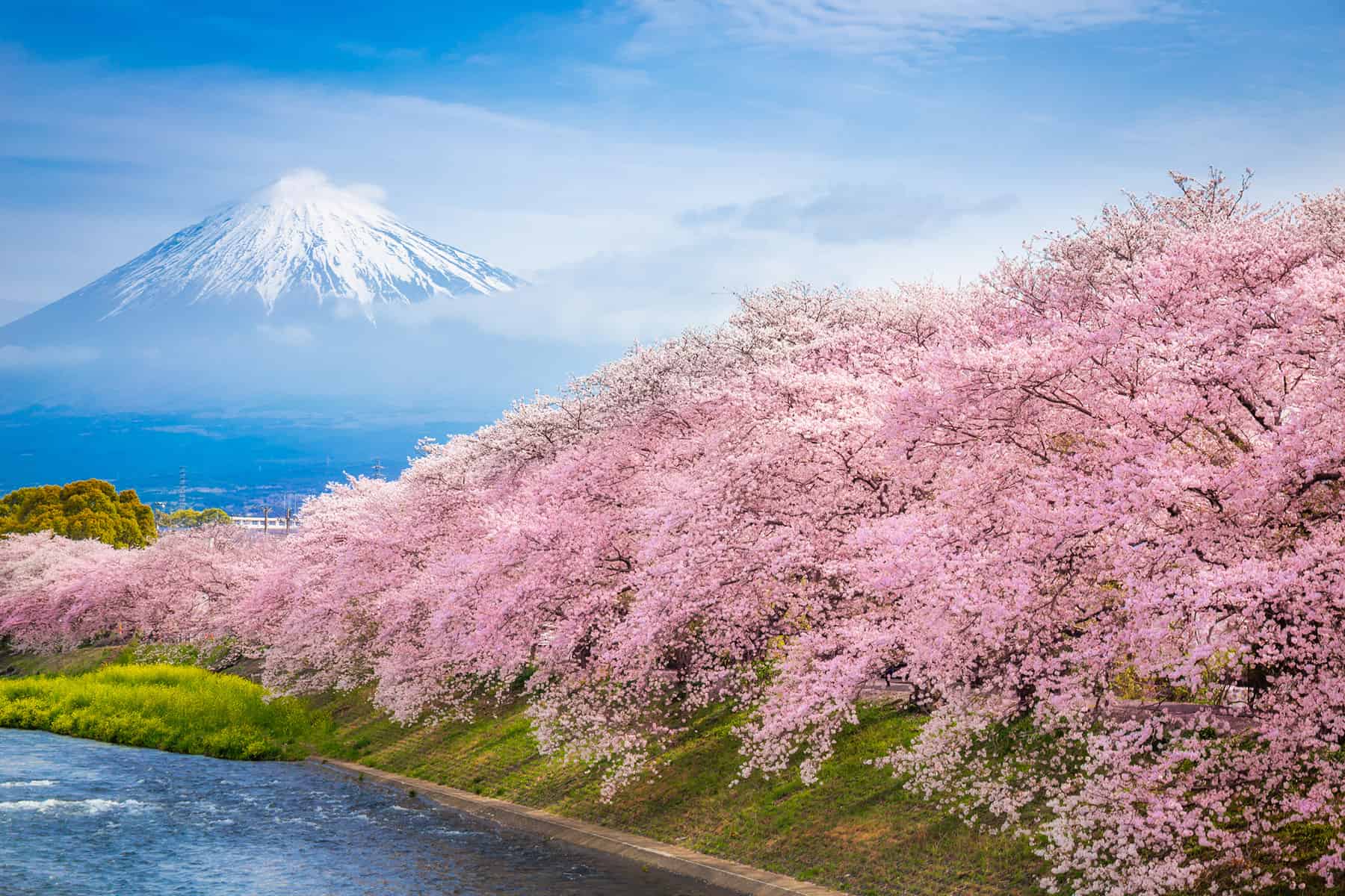 桜風景