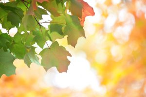 秋はいつから？立秋と秋分の違いや秋を楽しむポイントを解説