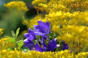 【写真解説】秋の七草とは？春の七草との違いや語呂合わせでの覚え方を紹介