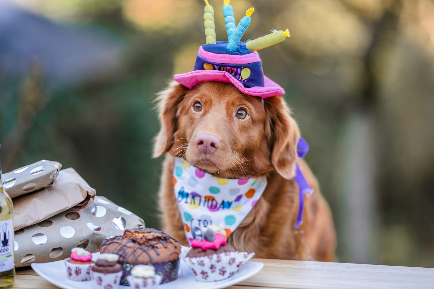 誕生日を祝われる犬の写真