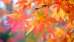 【図解】紅葉と楓の違いとは？見分け方から語源まで徹底解説