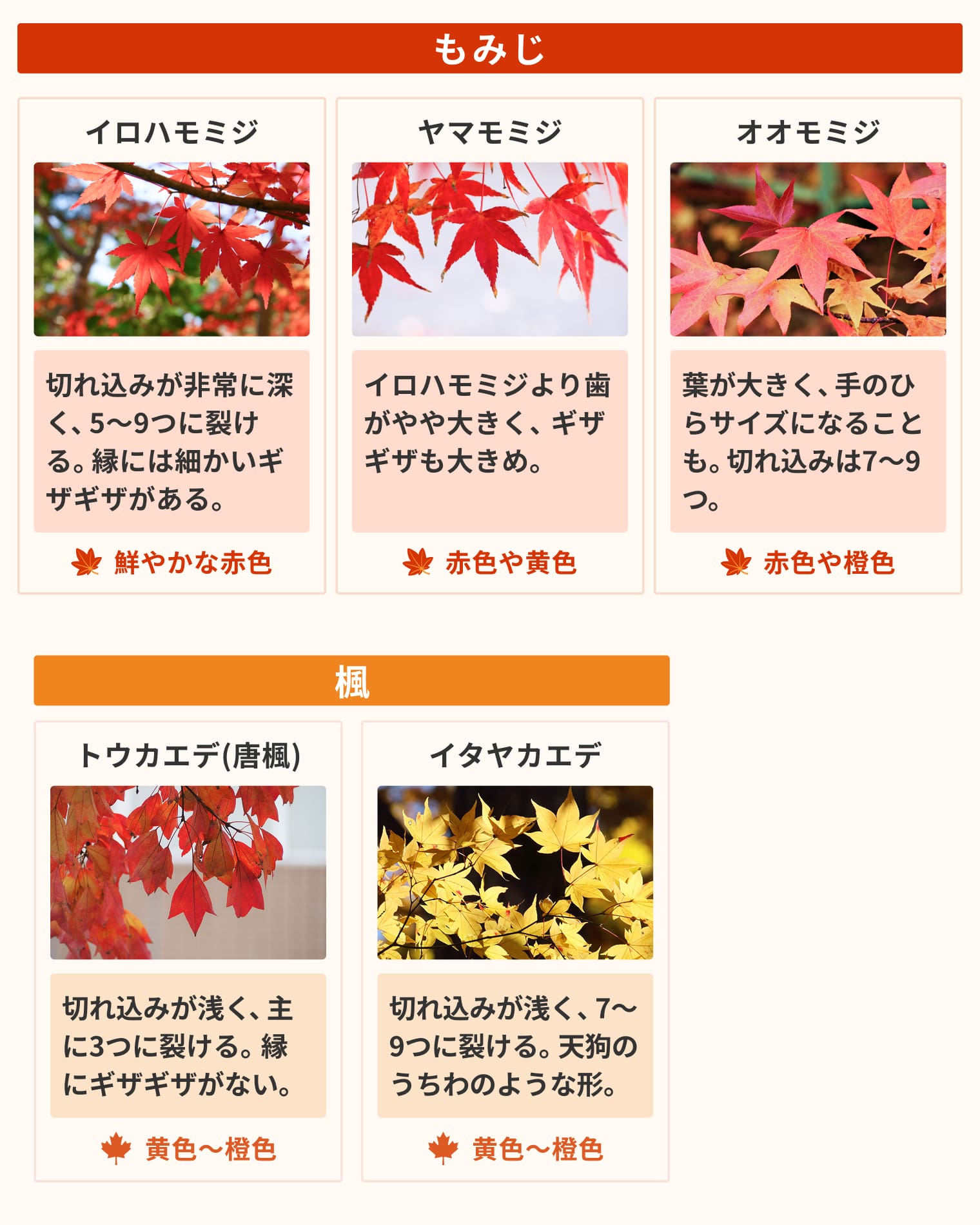 もみじと楓の代表的種類の特徴一覧