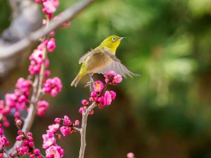 【2026年】啓蟄(けいちつ)とは？意味や有名な俳句、旬の食材を紹介！
