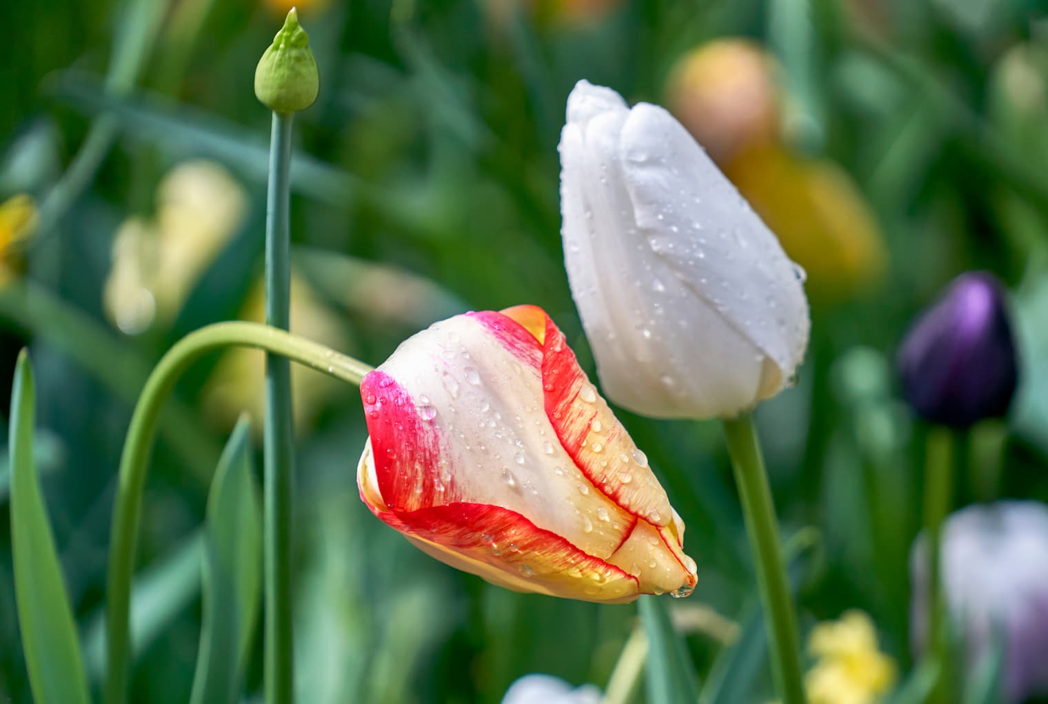 チューリップのつぼみ