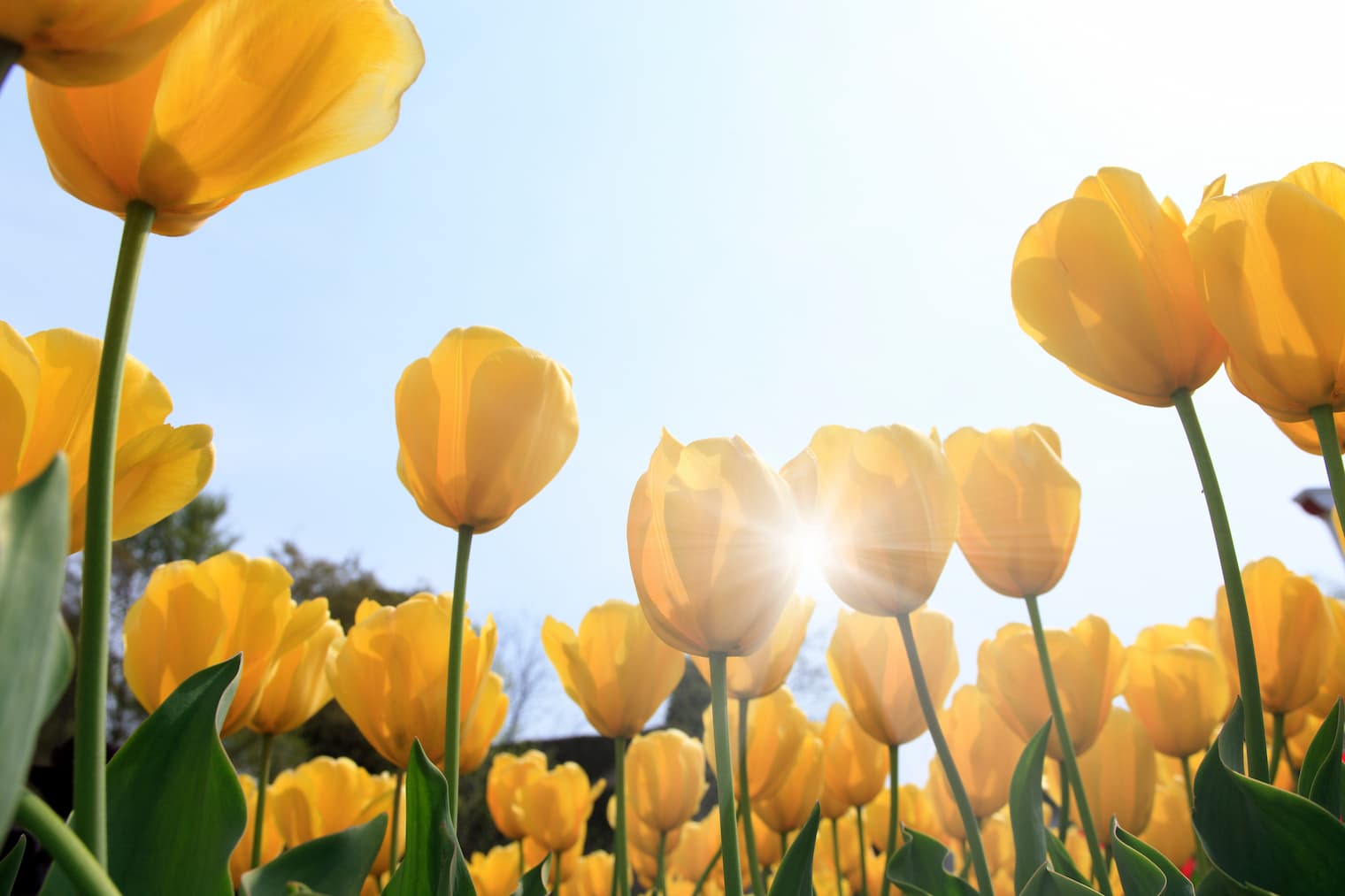 黄色のチューリップ