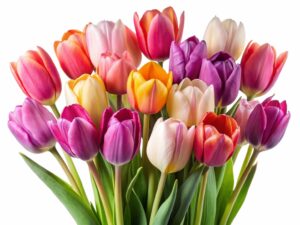 【色・本数別】チューリップの花言葉！怖い意味はある？贈るときの注意点も