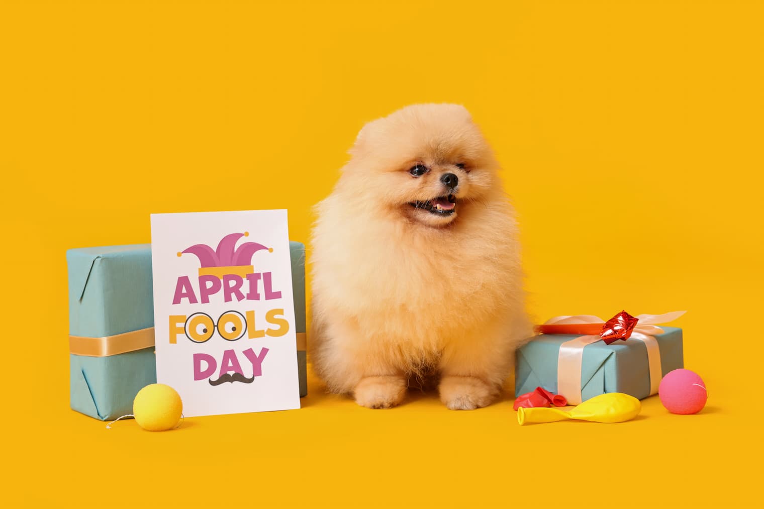 エイプリルフールと犬