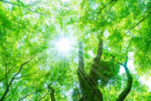 【2026年】立夏とは？今年はいつ？意味や旬の食べ物、初夏の準備を解説