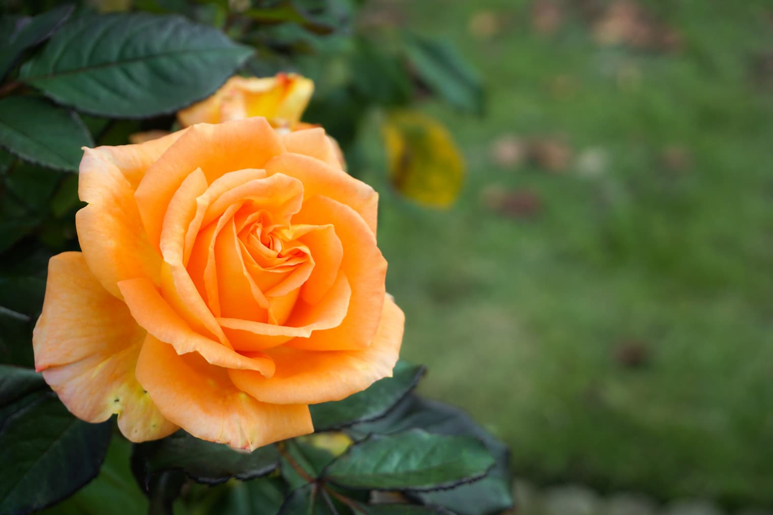 オレンジのバラ