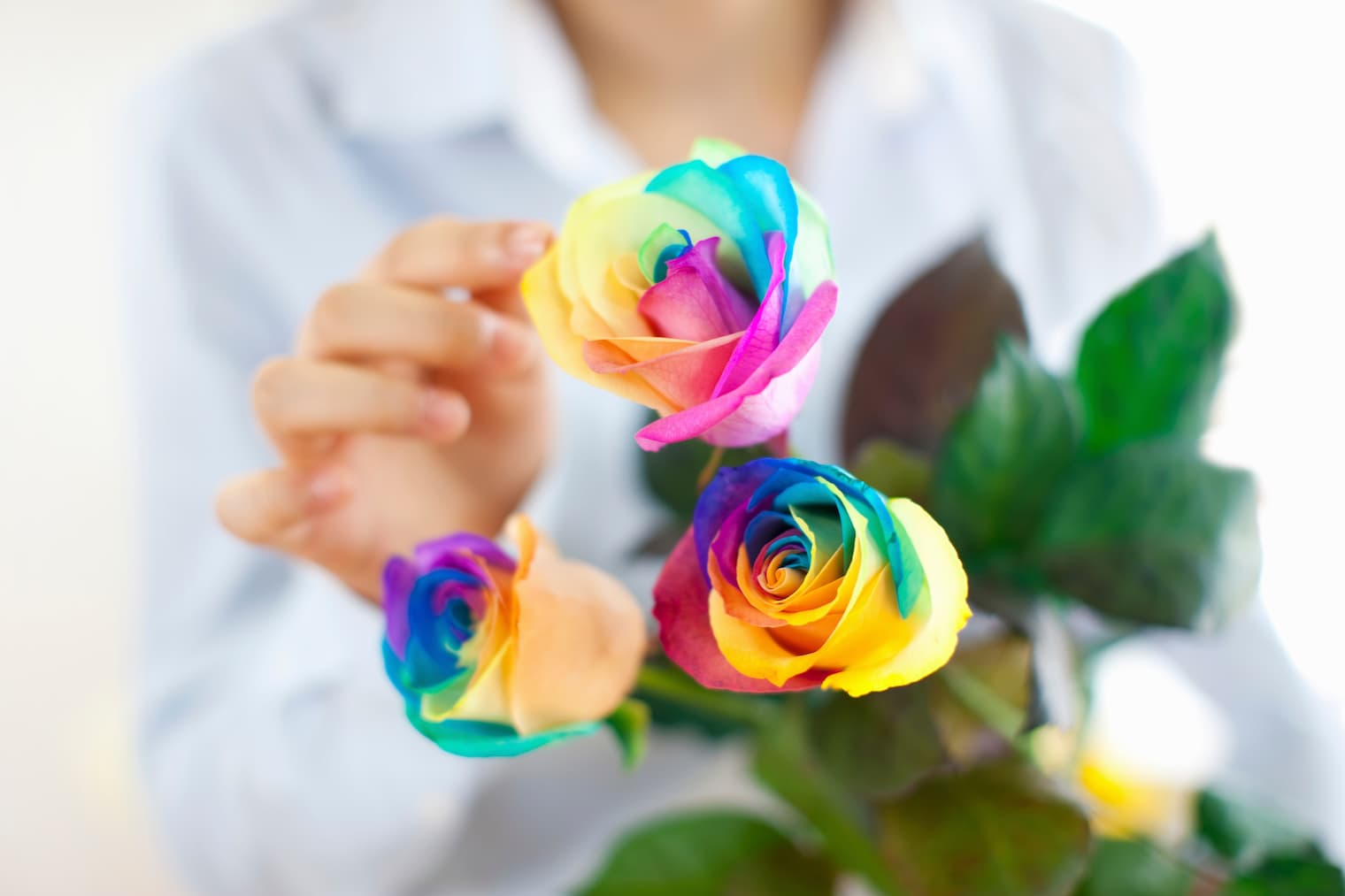 レインボーローズ