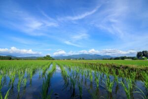 【2026年】半夏生とは？意味や由来、タコを食べる理由を分かりやすく解説