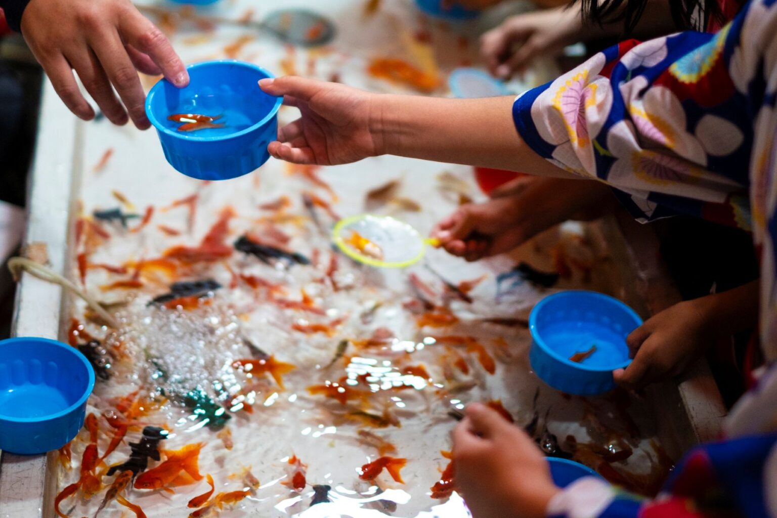 金魚すくいをしている様子