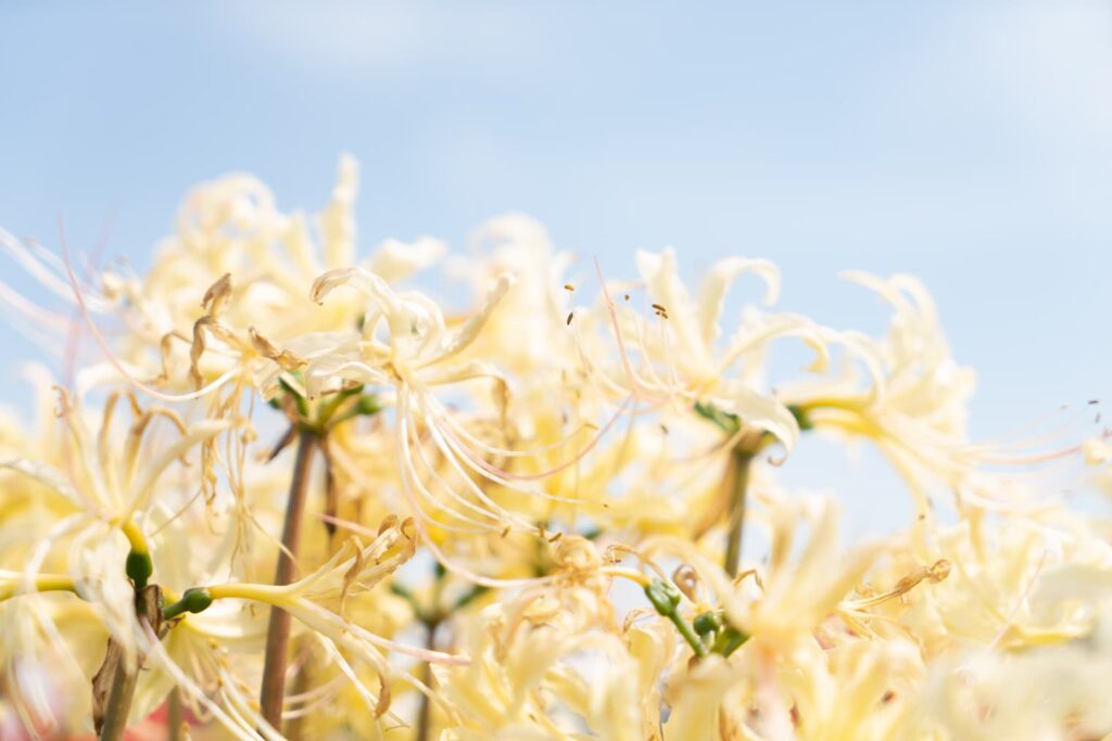 白花曼珠沙華