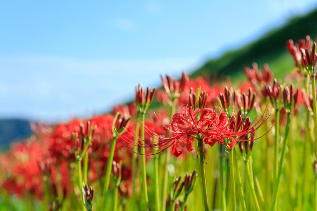彼岸花