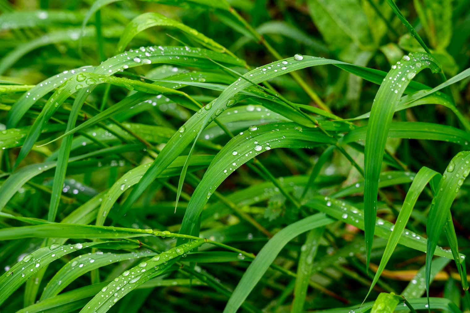 穀雨のイメージ写真