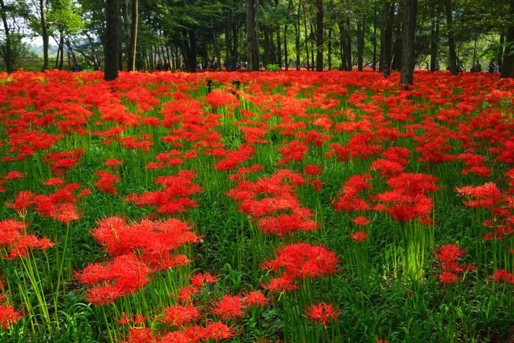 森林の中に咲く沢山の彼岸花